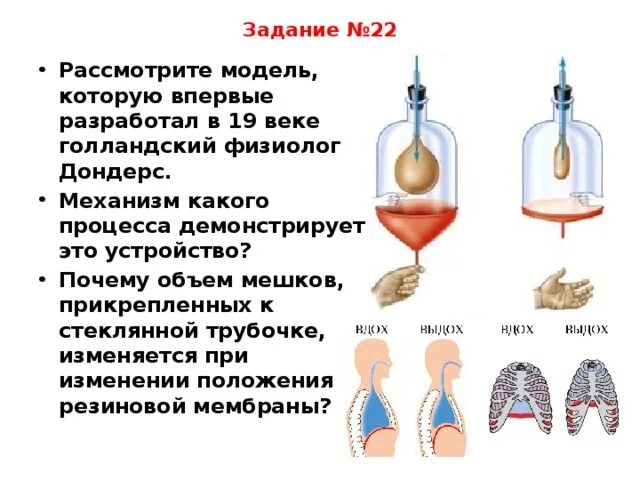 Дондерс модель легких. Модель Дондерса механизм вдоха. Дыхательные движения 8 класс биология модель Дондерса. Механизм вентиляции лёгких модель Дондерса..