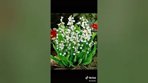 Музыка я подарю тебе ландыши 2024 слушать