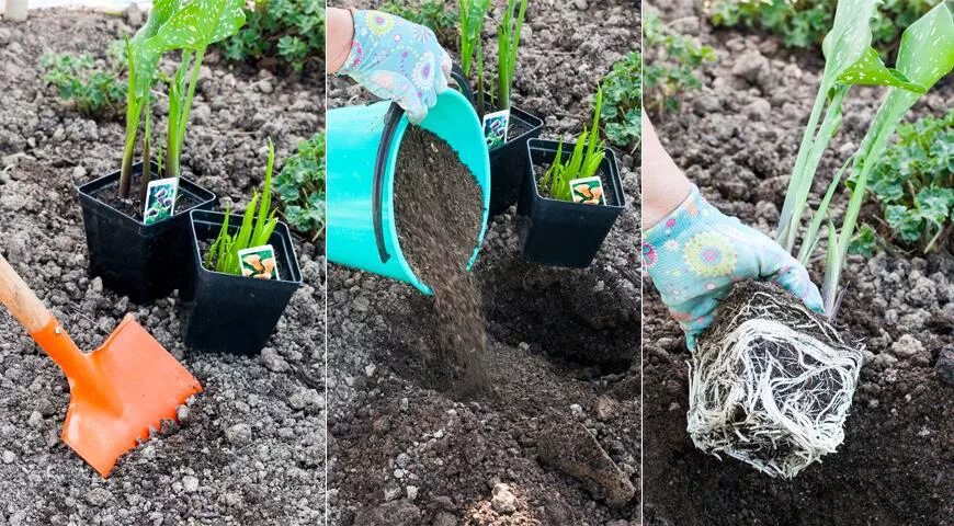 Когда можно высадить каллы в открытый грунт. Каллы садовые клубневые. калла сажать в открытый грунт. каллы садовые посадка весной. высадка клубней каллы в открытый грунт весной.
