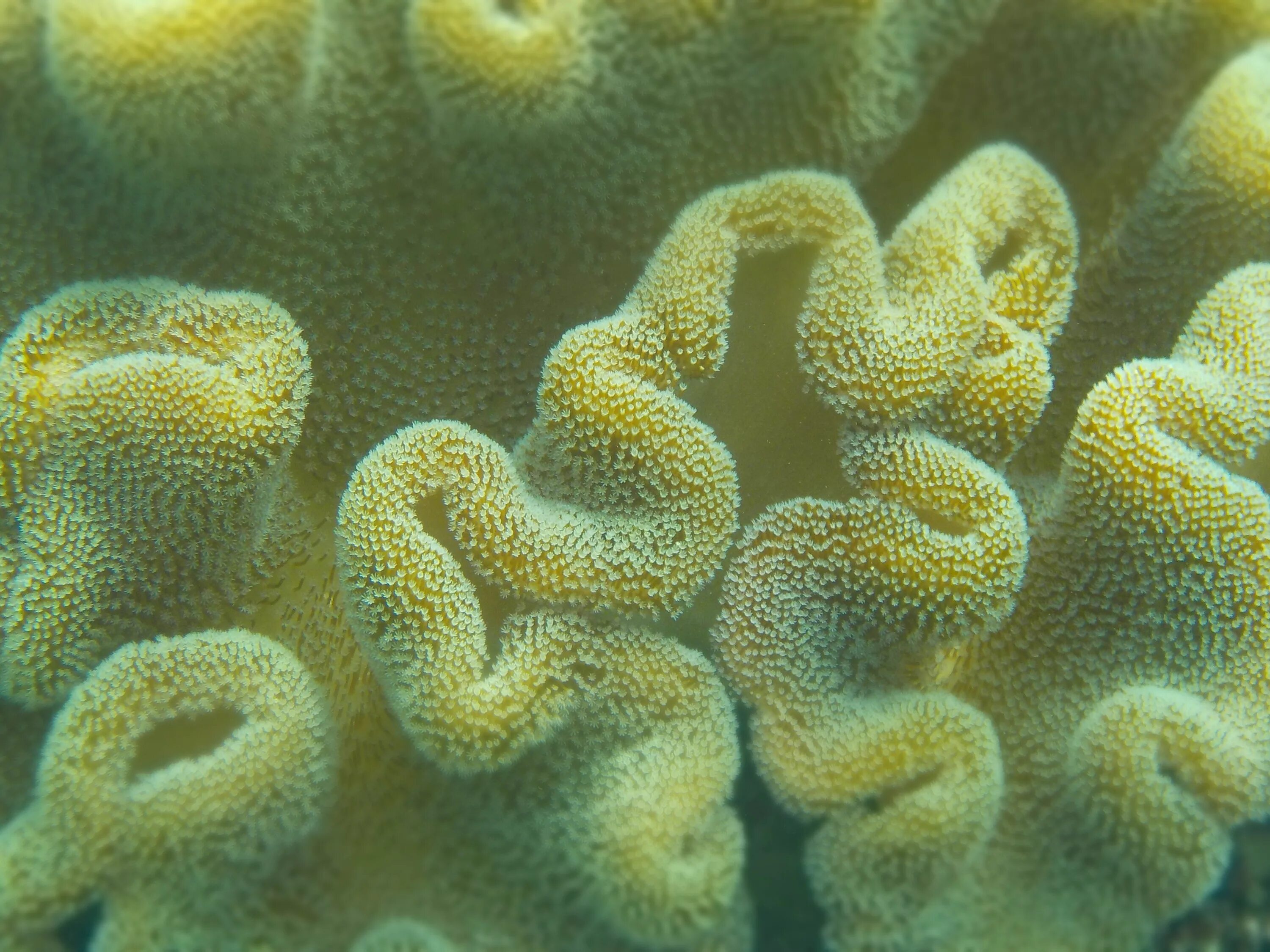 Организмы в соленой воде. Морская губка Euplectella. Губчатые водоросли. Губки беспозвоночные. Губки морские животные.