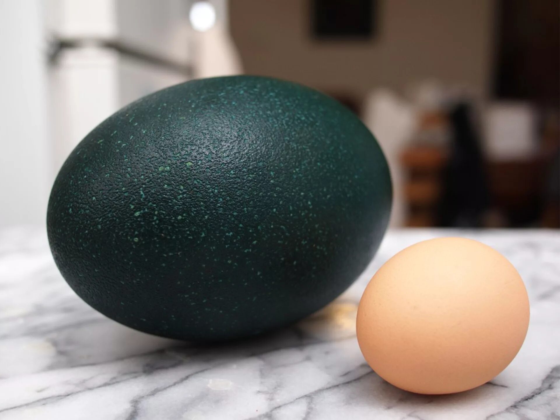 Яйцо стало черным. Страусиное яйцо эму. Яйца казуара. Эму и яйца эму. У эму зеленые яйца.