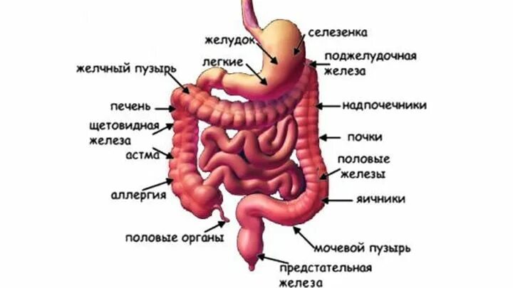 Селезенка желудок поджелудочная железа. Строение желудок-кишечник- селезёнка. Селезенка желудок кишечник. ЖКТ человека толстый кишечник и селезенка.