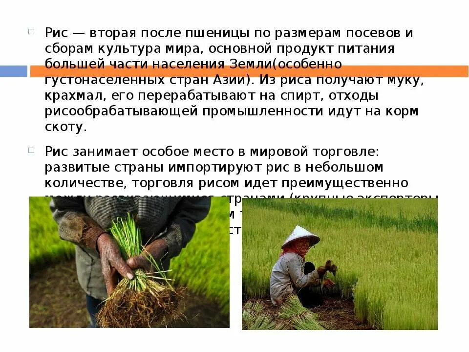 Крупы. Продовольственная культура стран. Рис на белом фоне. Крупы и злаки. Продовольственная культура рис.