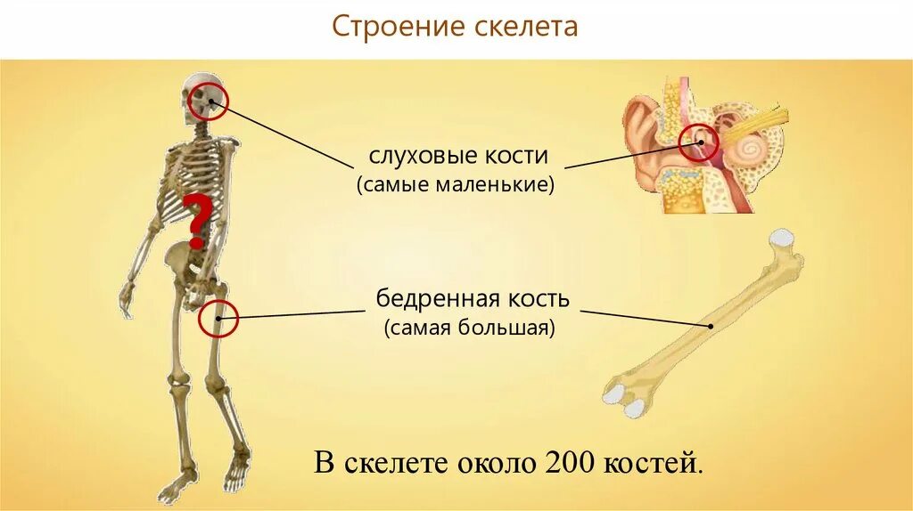 Сколько выдерживает кость. Анатомия опорно двигательная система скелет. Самые маленькие кости скелета. Самая маленькая кость в скелете. Самая большая и маленькая кость у человека.