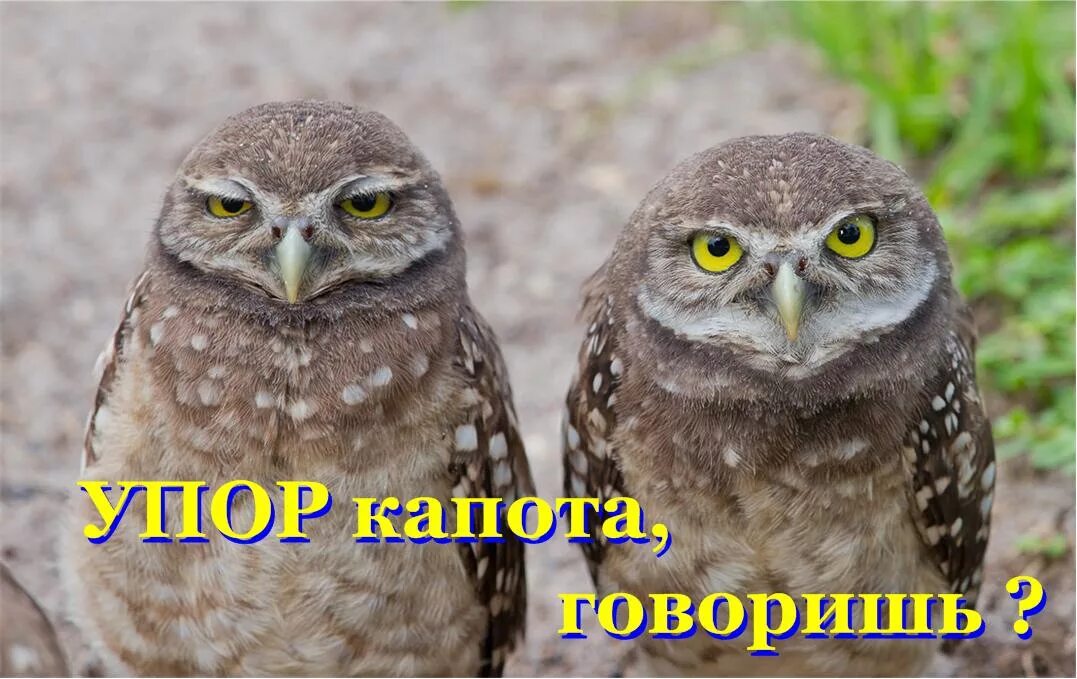 Мохноногий сыч отзывы
