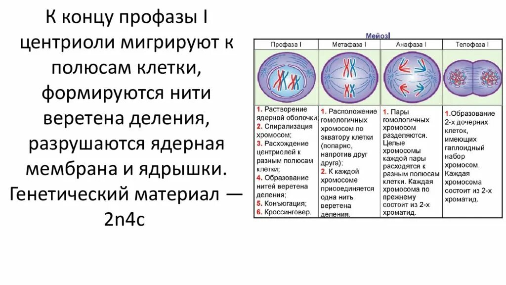 Спирализация хромосом исчезновение ядерной оболочки