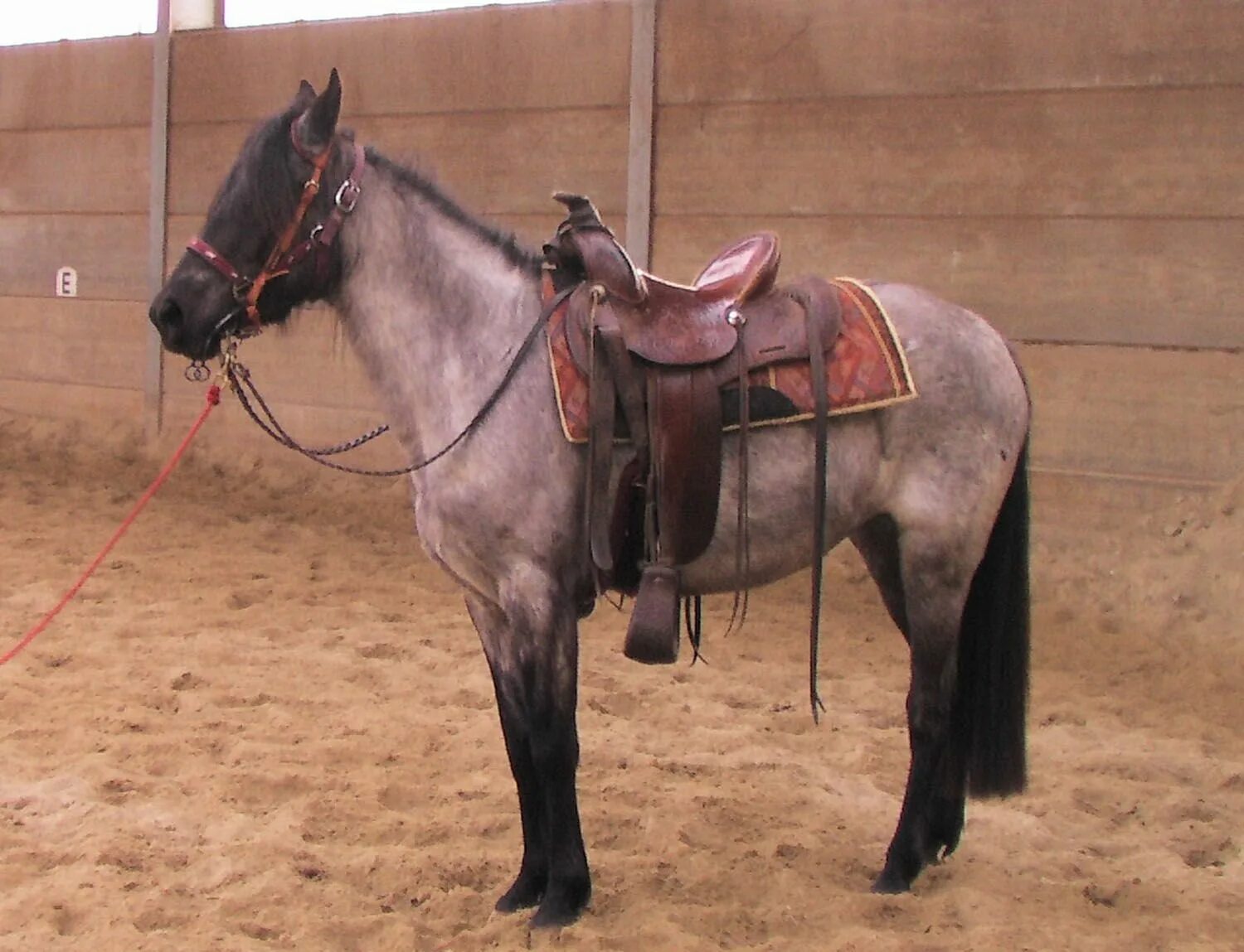 Kentucky Mountain Saddle Horse. Седло для лошади. Монгольская конь с седлом. Бурятское седло для коня.