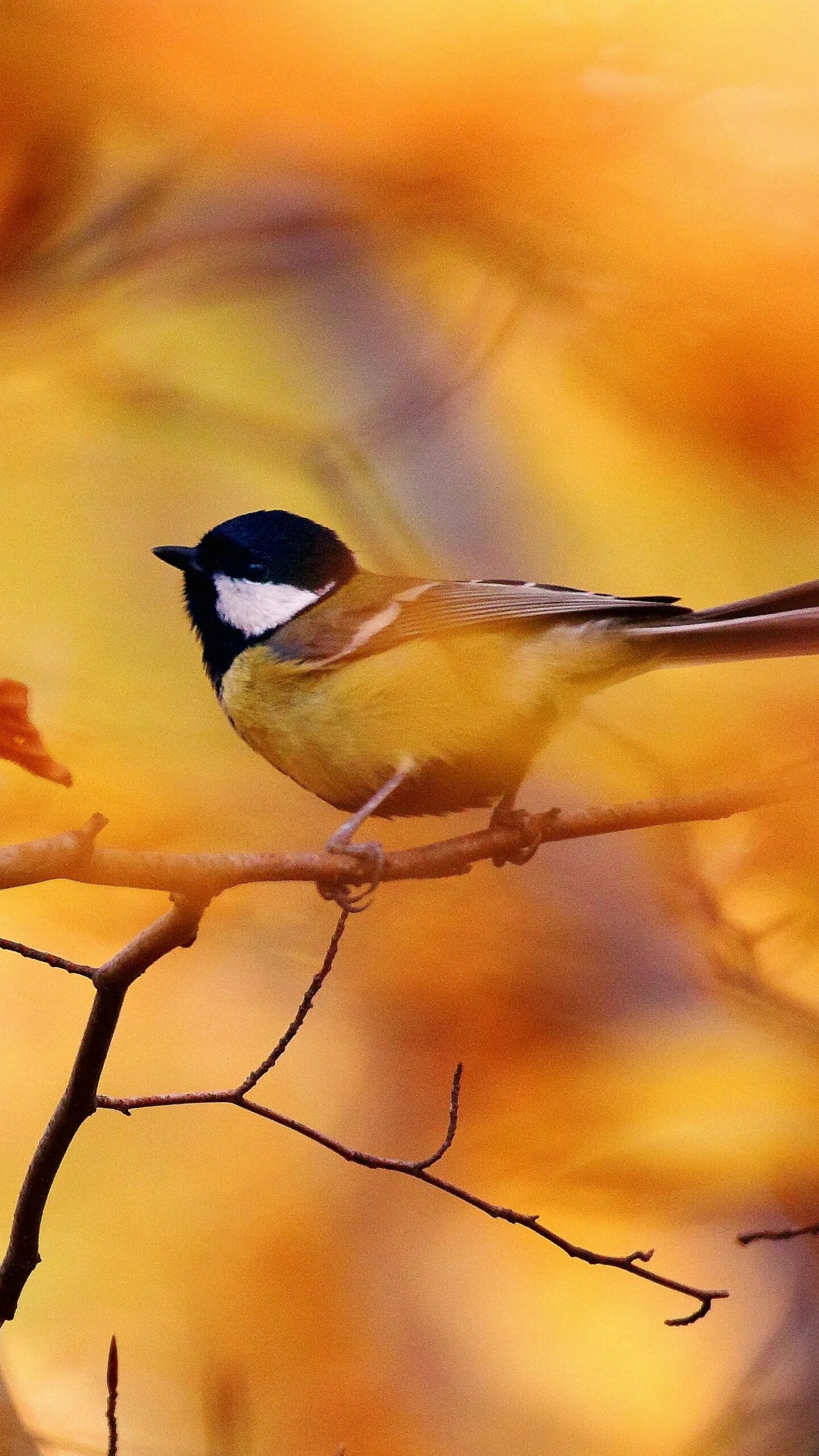 Осенние птицы. Синичка на ветке. Птицы осенью. Птица на ветке.