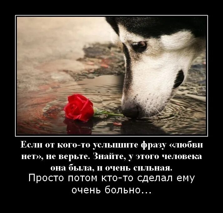Фразу знаешь