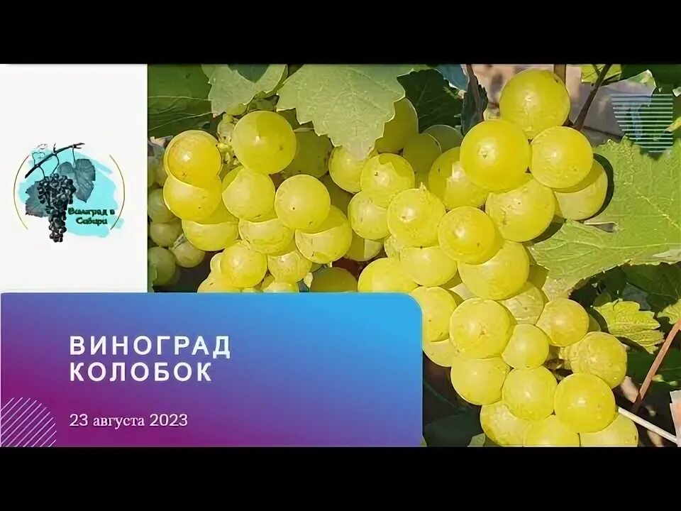 Колобок виноград описание. Колобок виноград описание. Виноград в удмуртии. Виноград колобок. Колобок виноград описание.
