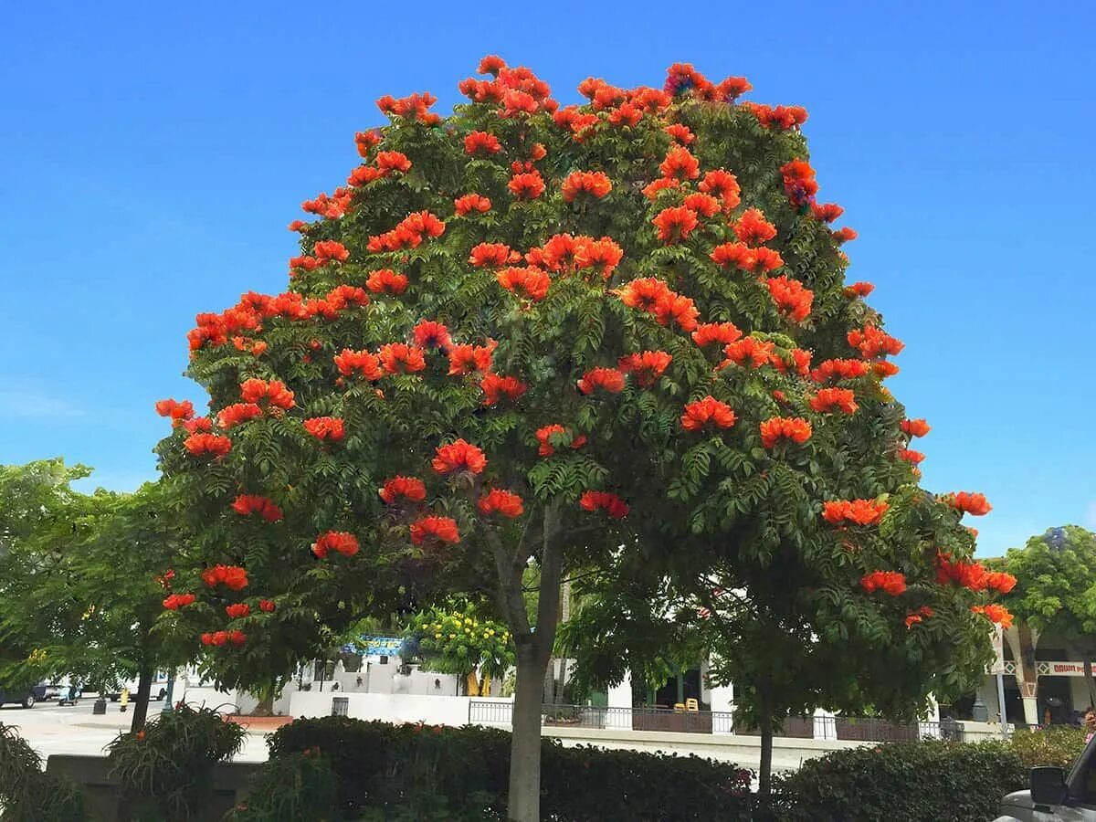 Tulip tree
