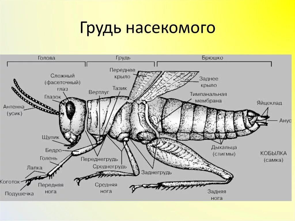 Крылья членистоногих