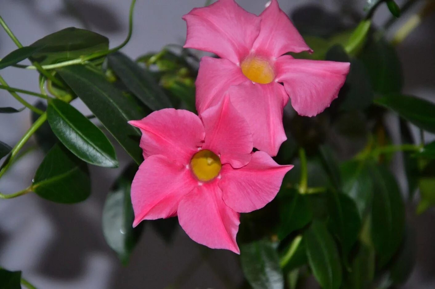 комнатные лианы цветущие клеродендрум. мужегон хойя. хойя восковой плющ. лиана дипладения. цветущие лианы комнатные фото.