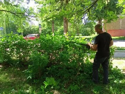 5 кустов