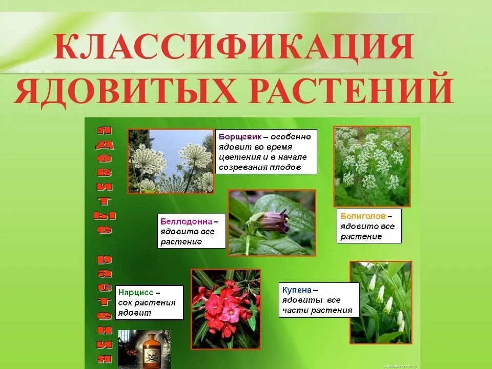 Опасные растения для человека и животных. Ядовитые растения. лекарственные и ядовитые растения. опасные ядовитые растения. несъедобные растения.