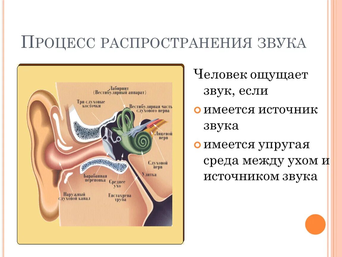 Звук распространение звука 9 класс. Процесс распространения звука. Схема распространения звука. Звук для презентации. Процесс распространения звуковых волн.