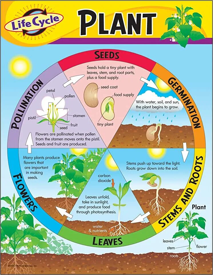 Plant Life Cycle. Stages of the Life Cycle of a Plant. Plant Life Cycle for Kids. Life Cycle of a Plant for children. Grown down