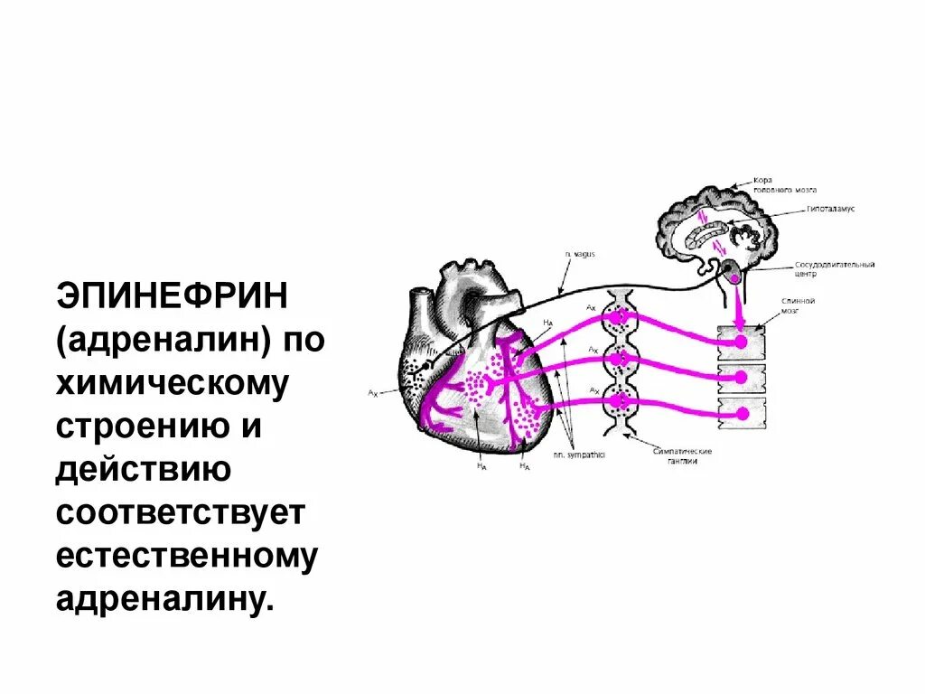 Механизм эпинефрина. Побочные действия адреналина. Эпинефрин нежелательные эффекты. Эпинефрин фармакология. Побочные адреналина