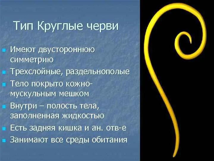 Половой диморфизм черви. Половое размножение животных. Тип круглые черви представители. Система размножения плоских червей. Шистосома мужская и женская особь.