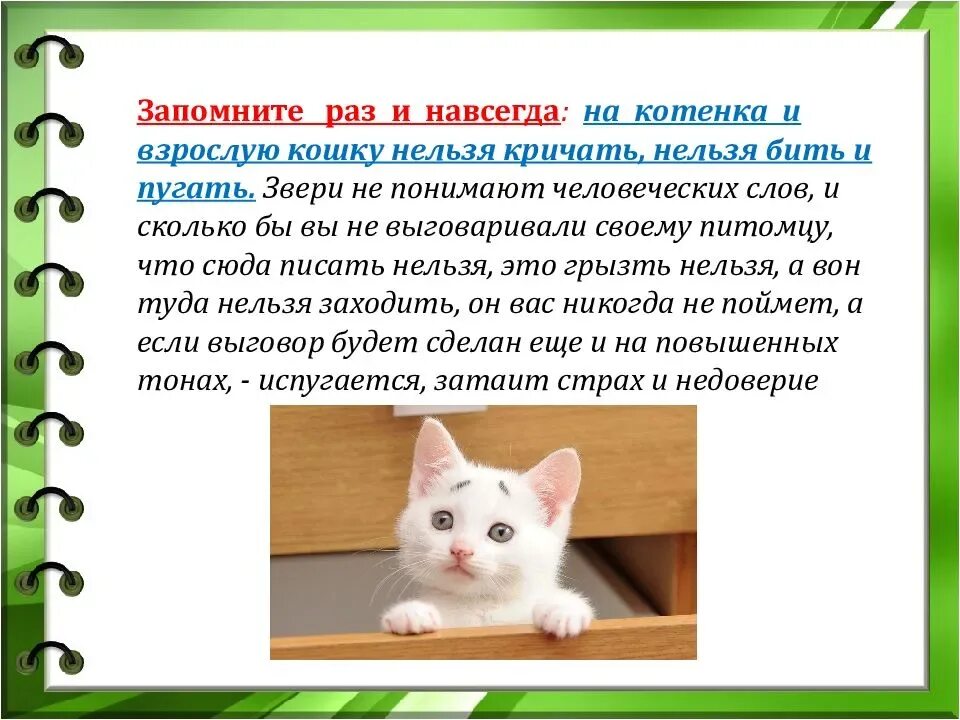 Как ухаживать за котенком 1 месяц. Советы по воспитанию кошек. Памятка по уходу за котенком. Памятка уход за кошкой. Как ухаживать за котенком памятки.