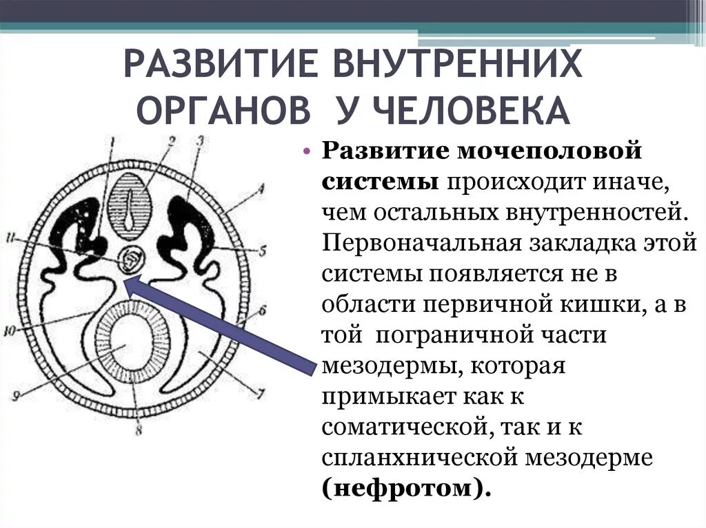 Развитие внутренних органов. Формирование внутренней органов. Нефротом. Нефротом мезодермы.