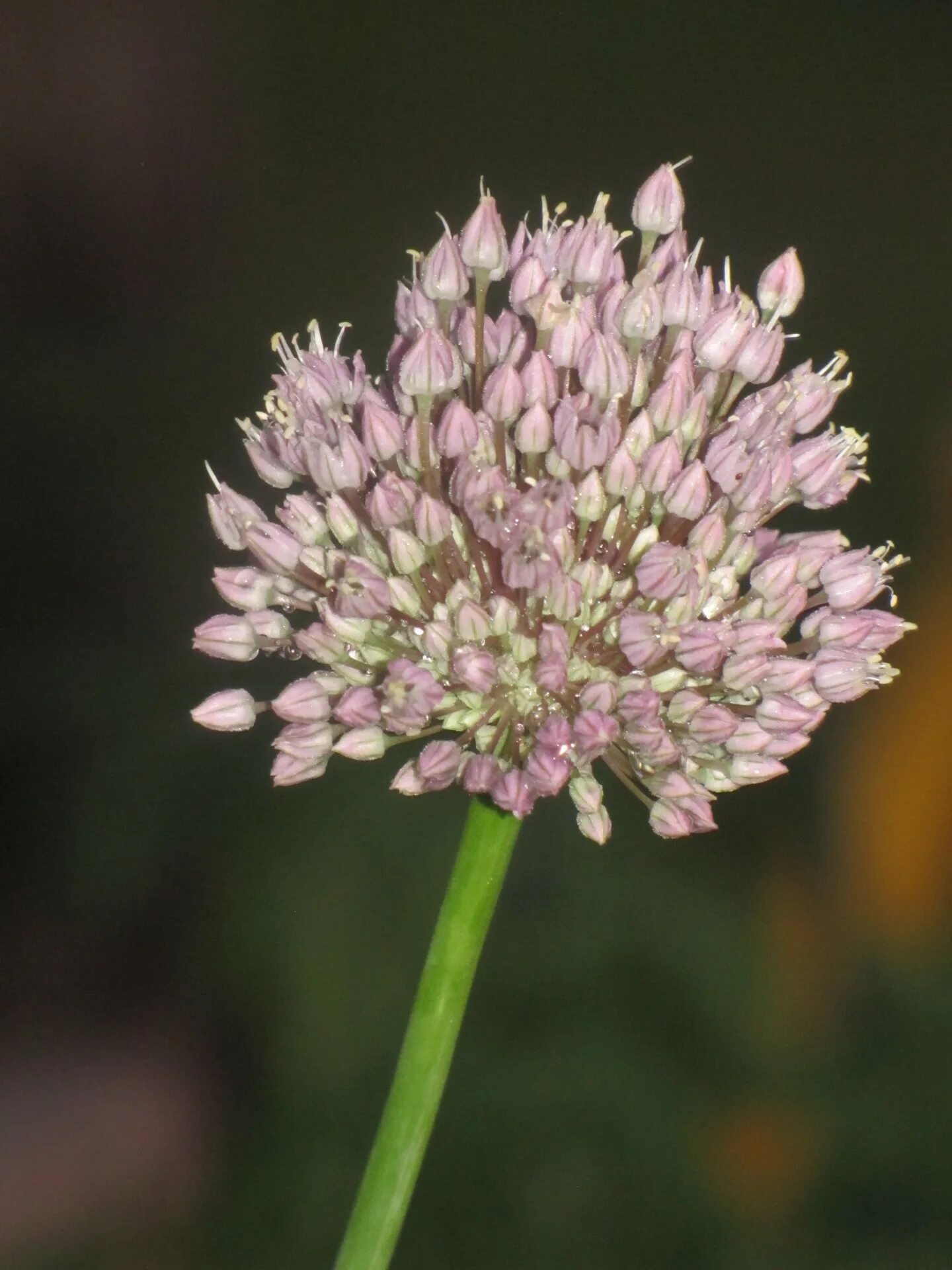 Garlic Flower Photo Before Sunset