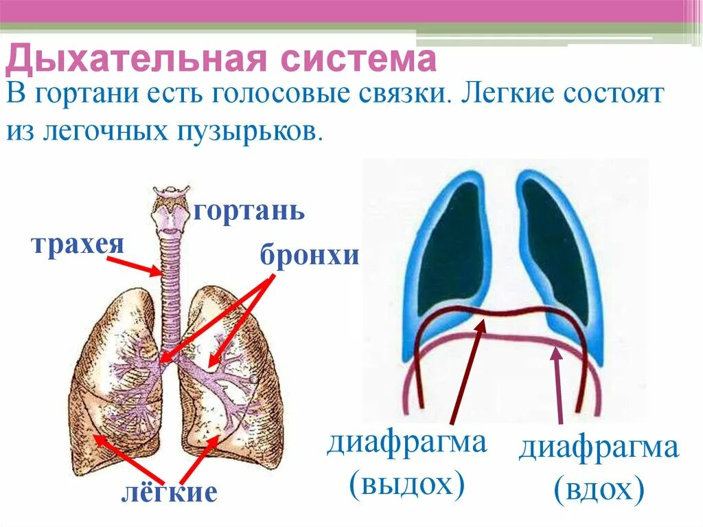 Легкие млекопитающих строение. Строение дыхательной системы млекопитающих 7 класс. Дыхательная система легкие. Органы дыхания легкие.