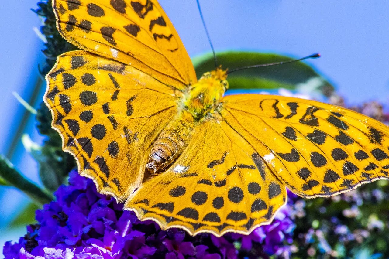 Pin on butterflies & moths Butterfly, Butterfly photos, This is us