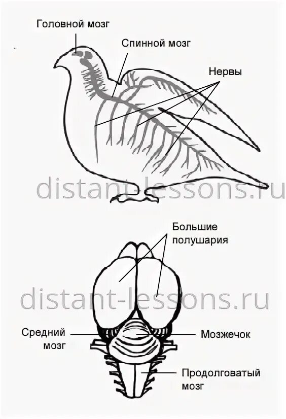 Мозг птицы. На каком рисунке изображён головной мозг птиц?. Мозг птицы рисунок. Строение пуховое пера птицы рисунок с подписями.