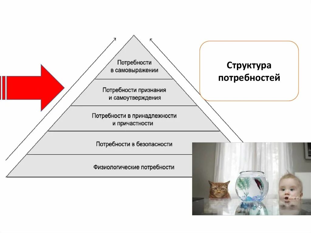 Структура потребностей. Потребности структура потребностей. Структура потребностей человека. Схема структура потребностей.