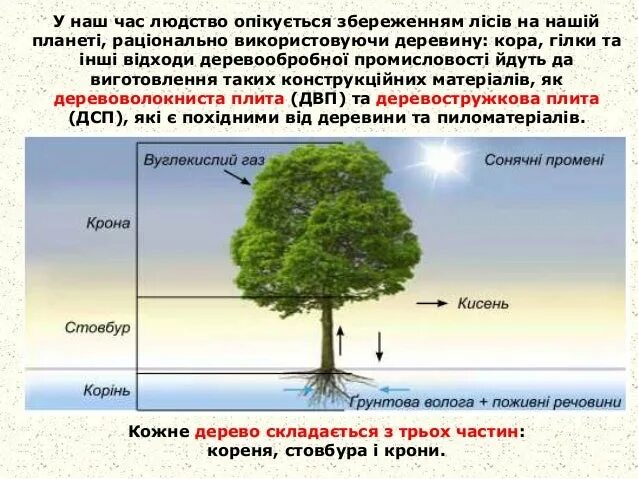 Крона дерева состоит. Строение дерева для дошкольников схема. части растущего дерева. из чего состоит крона дерева. схематическое строение лиственного дерева.