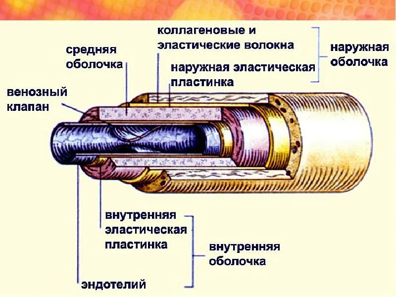 Строение вены рисунок. Строение лимфатических сосудов и вен. Строение артерий капилляров вен и лимфатических сосудов. Строение артерий капилляров вен и лимфатических сосудов кратко. В чём проявляется сходство в строении лимфатических сосудов и вен?.