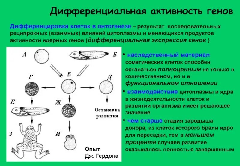 Дифференциальная активность генов. Дифференцировка клеток в онтогенезе. Дифференциальная активность генов на разных этапах онтогенеза. Детерминация и дифференцировка клеток. Детерминация клеток