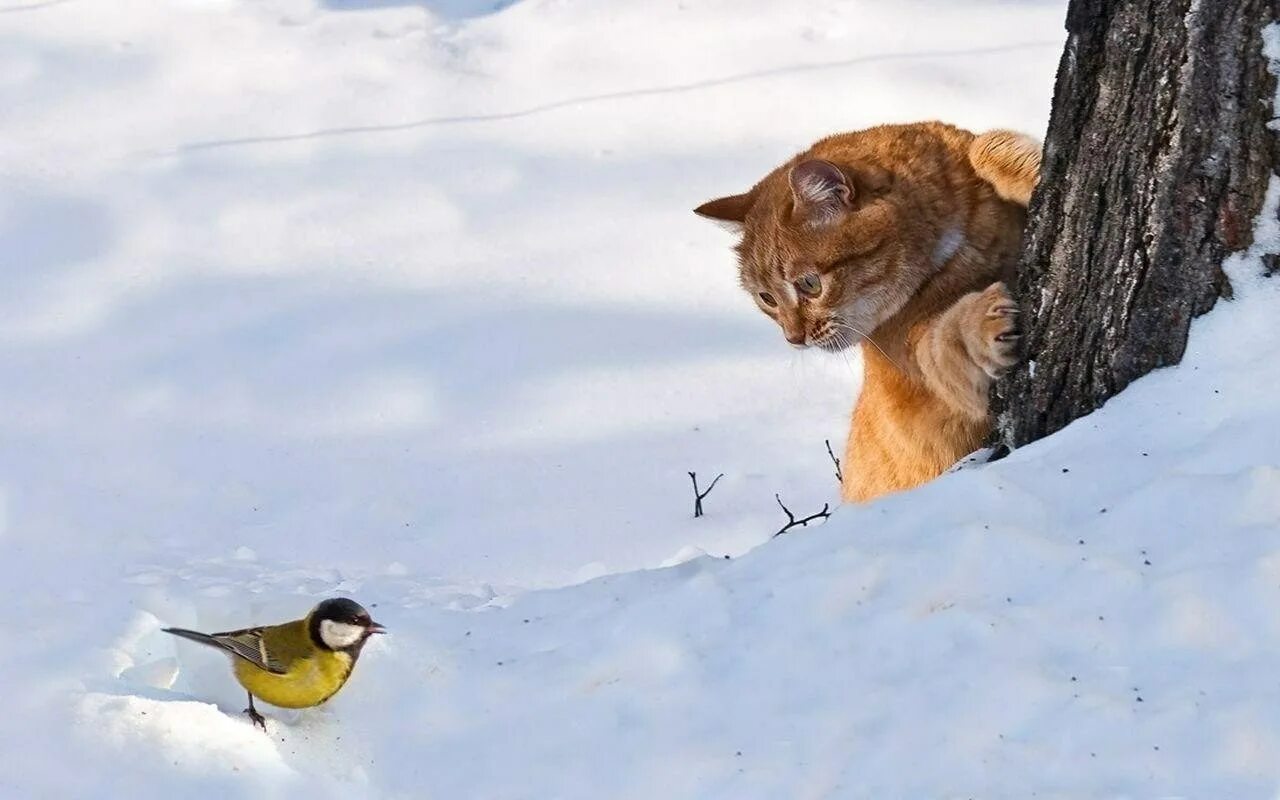 Зимние животные. Животные и птицы зимой. Кошки зимой.