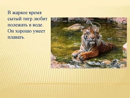 Потому тигр