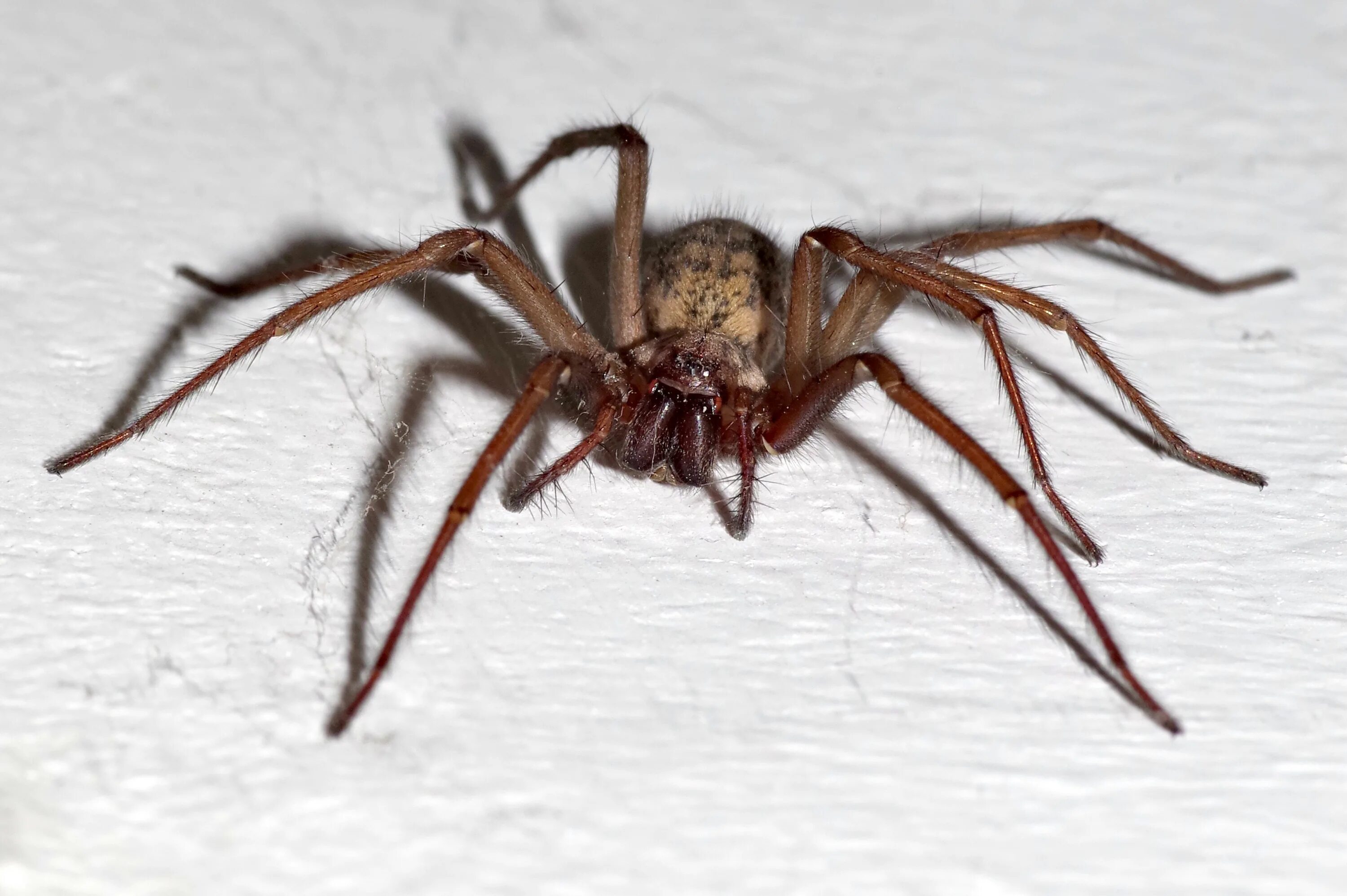 Домовой паук Tegenaria Agrestis. Паук тегенария. Tegenaria ferruginea. Паукообразные Арахниды. Увидеть ползущего паука