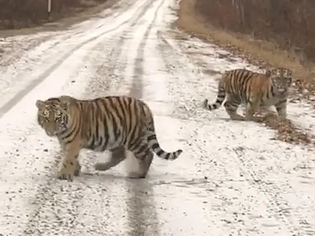 тигр заходит. встреча человека с амурским тигром. тигр владивосток статус. тигр в природе. дальний восток тигры на дороге.