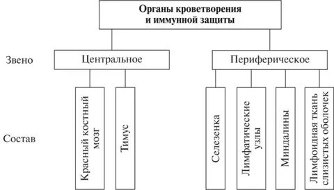 Источники развития центральных и периферических органов кроветворения
