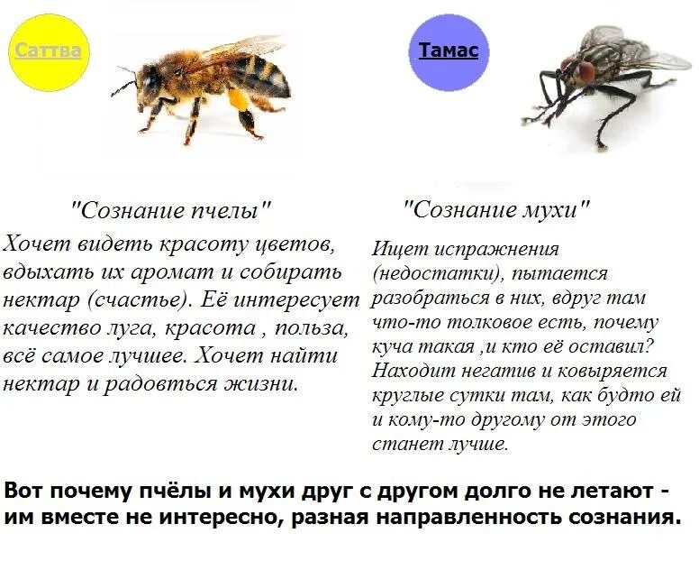 Сходство пчелы мухи. Муха и пчела. притча о мухе и пчеле. мышление мухи и пчелы. сознание пчелы и мухи.