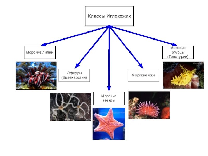 Таблица Тип иглокожие 7 класс биология. Тип иглокожие 7 класс биология классификация. Строение иглокожих 7 класс биология таблица. Тип иглокожие таблица биология 7. Половое размножение морской звезды