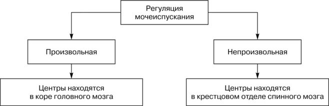 Схема регуляции процесса мочеиспускания. Центр произвольного мочеиспускания. Механизм произвольной регуляции мочеиспускания. Схема регуляции акта мочеиспускания. Раскройте механизмы регуляции мочеиспускания