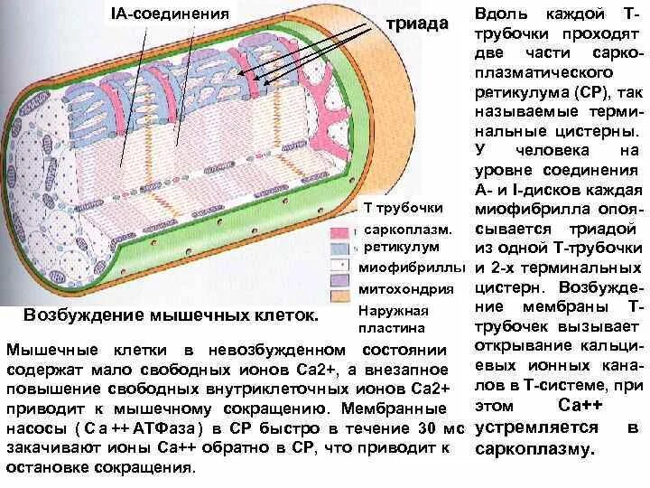 Цистерны саркоплазматического ретикулума. Саркоплазма мышечного волокна гистология. саркоплазма мышечной клетки. терминальные цистерны саркоплазматической сети. триада миофибриллы терминальные цистерны.