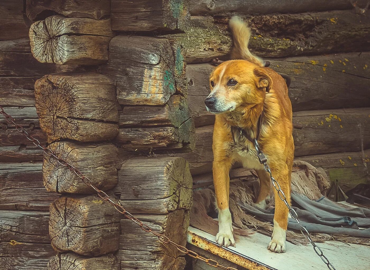 Dog village. Деревенские собаки. Деревенский пес. Собака на привязи. Собачка в деревне.