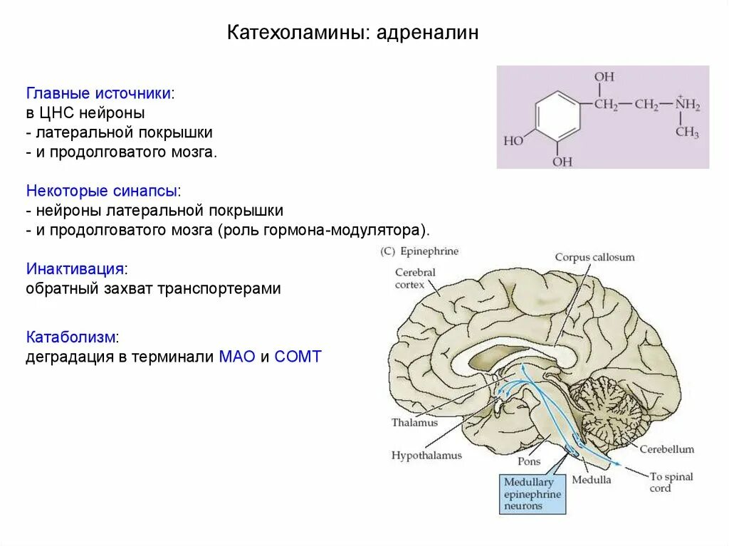 Катехоламины функциональные группы. Катехоламины функции. Роль катехоламинов в организме. Катехоламины это. Захват дофамина