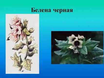 Белена формула