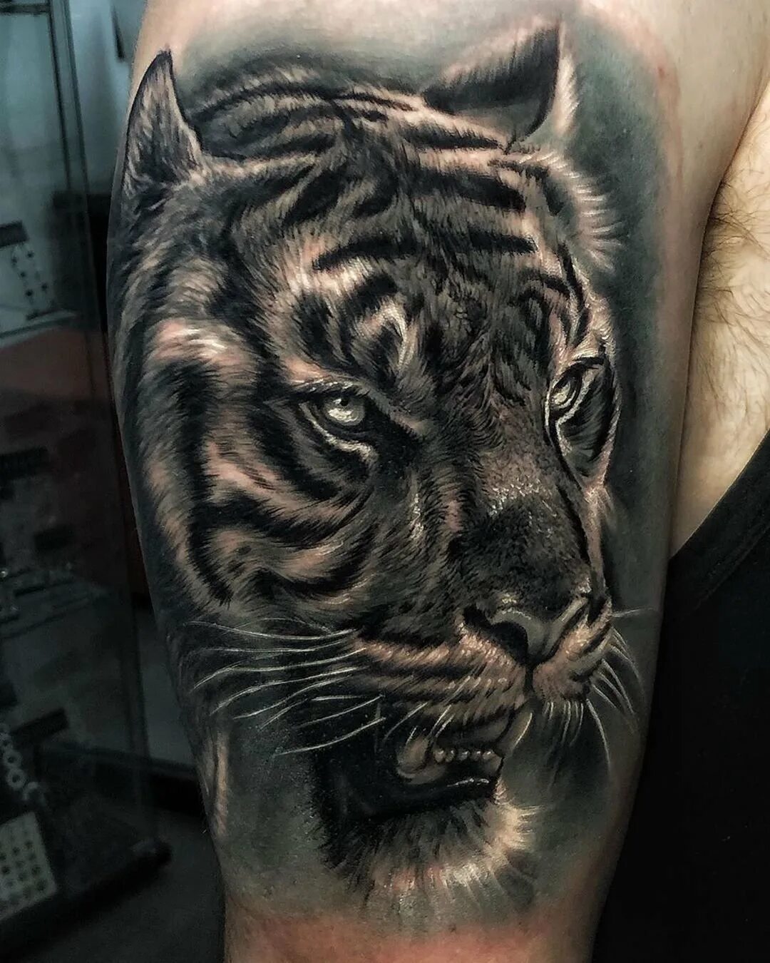 Оскал тигра тату. Тату на спине тигр для мужчин. Тигр випшейдинг. Тигр реализм оскал на плече. Тату тигр значение для мужчин.