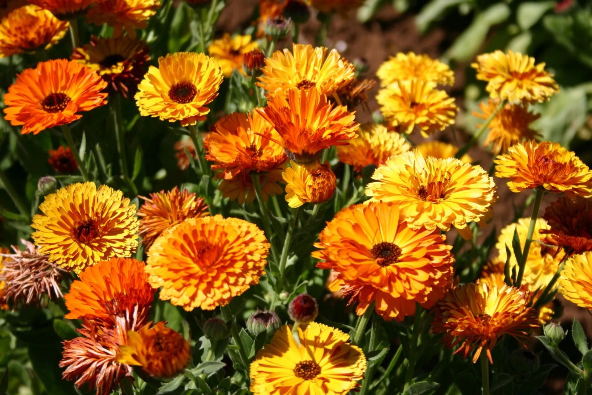 Ноготки цветы от чего помогает. Calendula officinalis (календула лекарственная, ноготки). Календула листья. Календула лекарственная (caléndula officinális). Календула лекарственная (calendula officinalis).