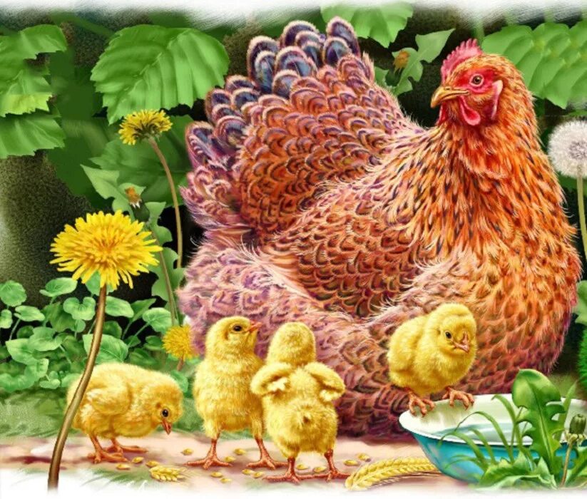 День домашних птиц. Курица наседка Квочка. Курица с цыплятами. Курочка с цыплятами. Курица с цыплятами для детей.