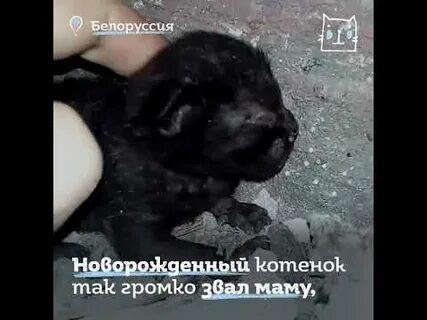 Мама потеряла котят