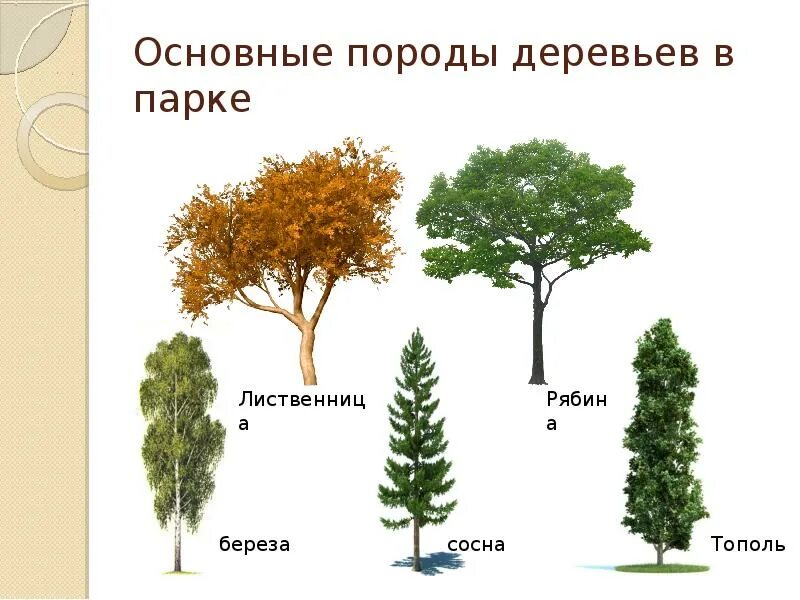 Какая порода деревьев лучше. Классификация зеленых насаждений по их назначению. Классификация зеленых насаждений, их Назначение;. Породы деревьев. Классификация пород деревьев.